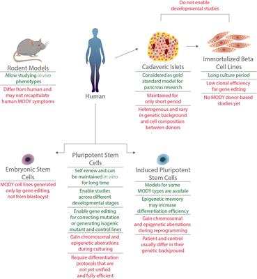 Modeling Maturity Onset Diabetes of the Young in Pluripotent Stem Cells: Challenges and Achievements